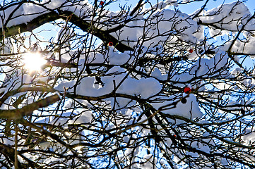 Image showing Tree in wintertime