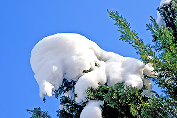 Image showing tree with snow