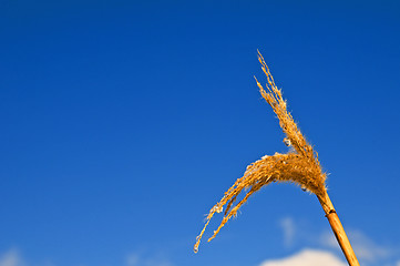 Image showing Miscanthus,switch grass in winter