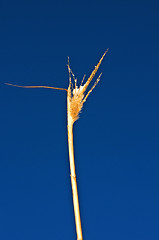 Image showing Miscanthus,switch grass in winter