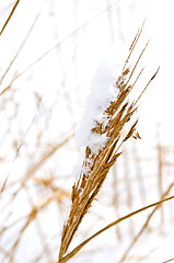 Image showing GRas with snow