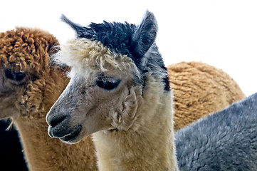 Image showing Alpaca