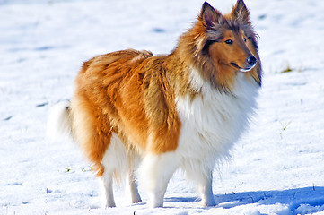 Image showing Collie dog in snow