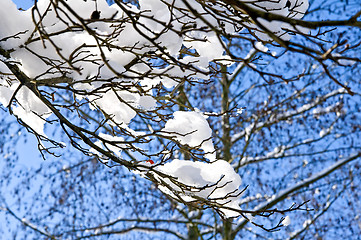 Image showing Tree in wintertime