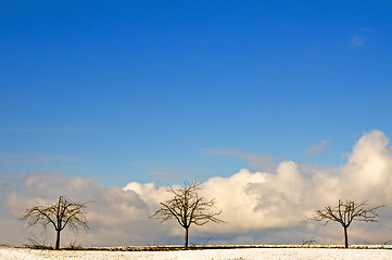 Image showing Tree in wintertime