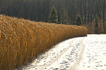 Image showing Miscanthus,switch grass in winter