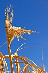 Image showing Miscanthus,switch grass in winter