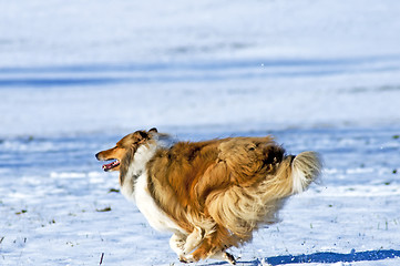 Image showing Collie dog in snow