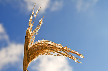 Image showing Miscanthus,switch grass in winter