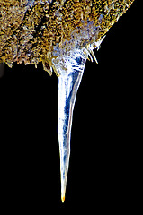 Image showing icicle on a branch