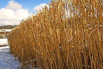 Image showing Miscanthus,switch grass in winter