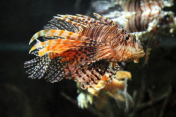 Image showing lionfish zebrafish underwater