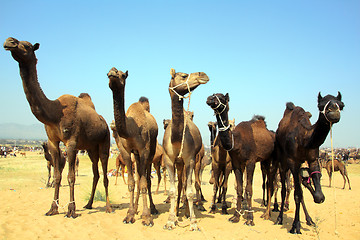 Image showing group of camels during festival in Pushkar