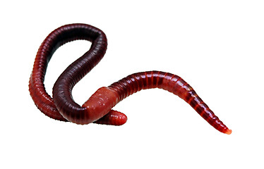 Image showing earthworm macro isolated