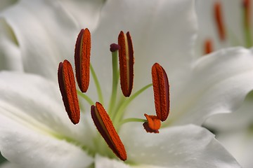 Image showing Lilly closeup, extreme