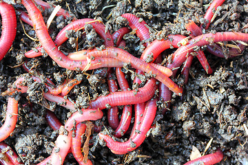 Image showing red worms in compost