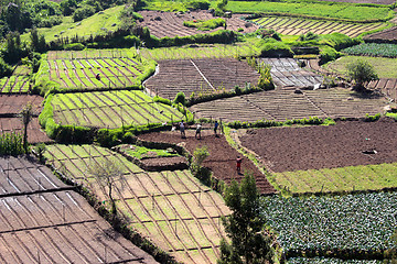 Image showing peasants in vegetable gardens in India