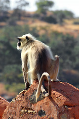 Image showing presbytis monkey on fort wall - india