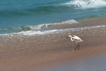 Image showing hunting heron on beach