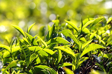 Image showing tea plants