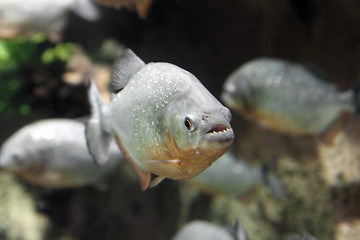 Image showing piranha fish