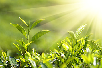 Image showing tea plants in sunbeams