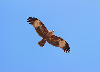 Image showing flying kite