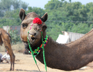 Image showing funny camel during festival in Pushkar