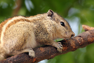 Image showing chipmunk sitting on tree branch