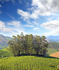 Image showing mountain tea plantation in India