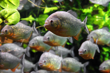 Image showing piranhas fish