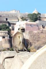 Image showing presbytis monkey on fort wall - india