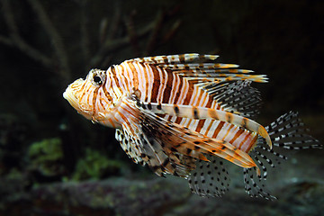 Image showing lionfish zebrafish underwater