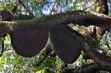 Image showing wild bees beehive on tree