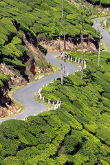 Image showing winding road between tea plantations