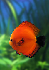 Image showing red discus fish in aquarium