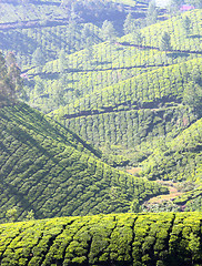 Image showing mountain tea plantation in India