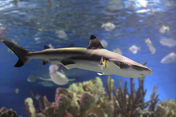 Image showing shark