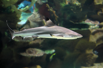 Image showing shark