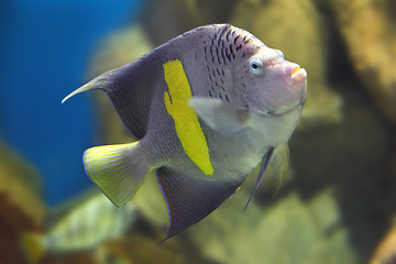 Image showing angelfish - Pomacanthus, maculosus