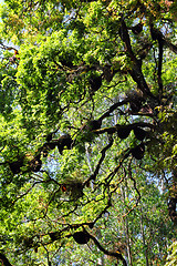 Image showing wild bees beehive on tree