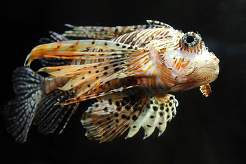 Image showing lionfish zebrafish underwater