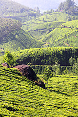 Image showing mountain tea plantation in India