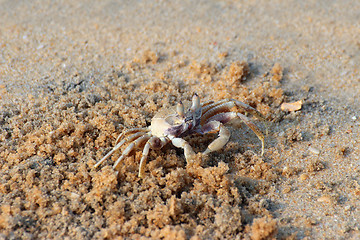 Image showing small crab on beach