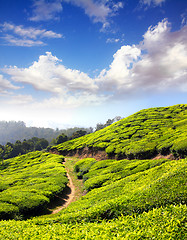 Image showing mountain tea plantation in India