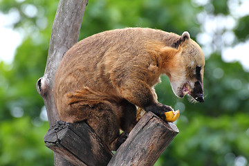 Image showing nasua coati eating banana