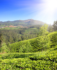 Image showing mountain tea plantation in India