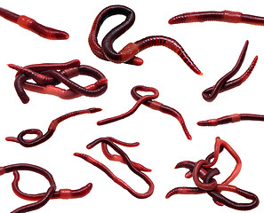 Image showing set of earthworms isolated on white