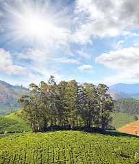 Image showing mountain tea plantation in India