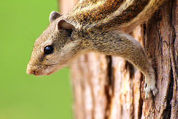 Image showing chipmunk sitting on tree